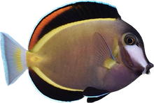 Powder Brown Tang ML