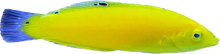 Yellow Coris Wrasse S/M