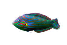 Melanurus Wrasse L