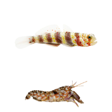 Wheeleri Goby + Tiger Pistol PAIR