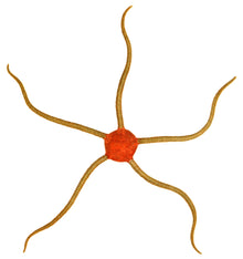 Serpent - Red Centre