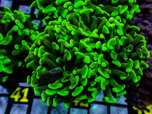 Hammer - Toxic Green Splatter Triple