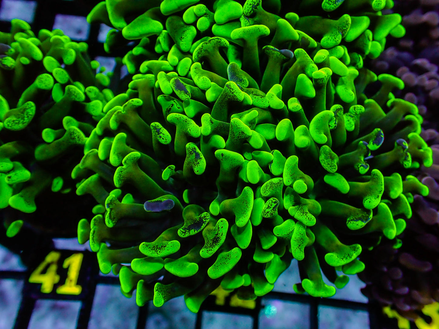 Hammer - Toxic Green Splatter Double