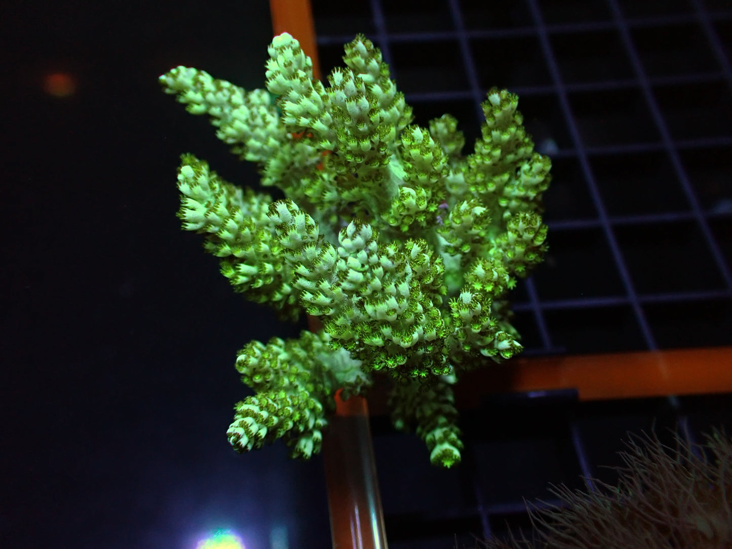 Neon Green Kenya Tree