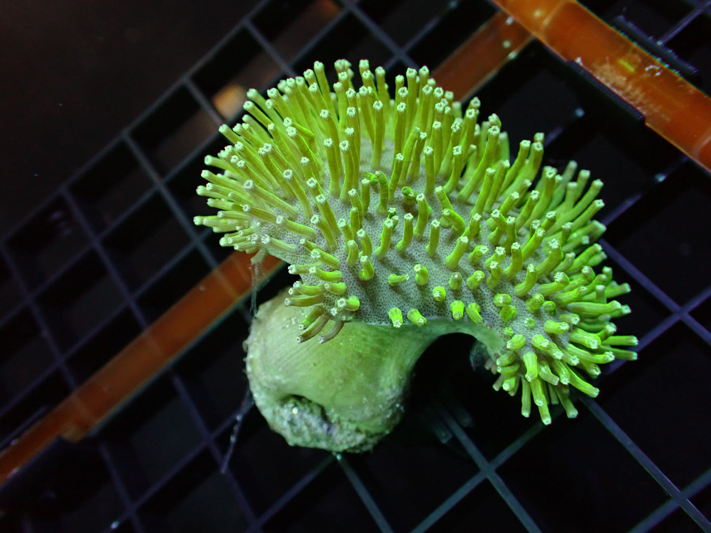 Bali Cultured Toadstool
