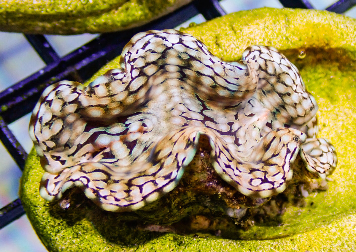 Squamosa Clam
