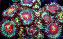 White Zombie Zoa Frag