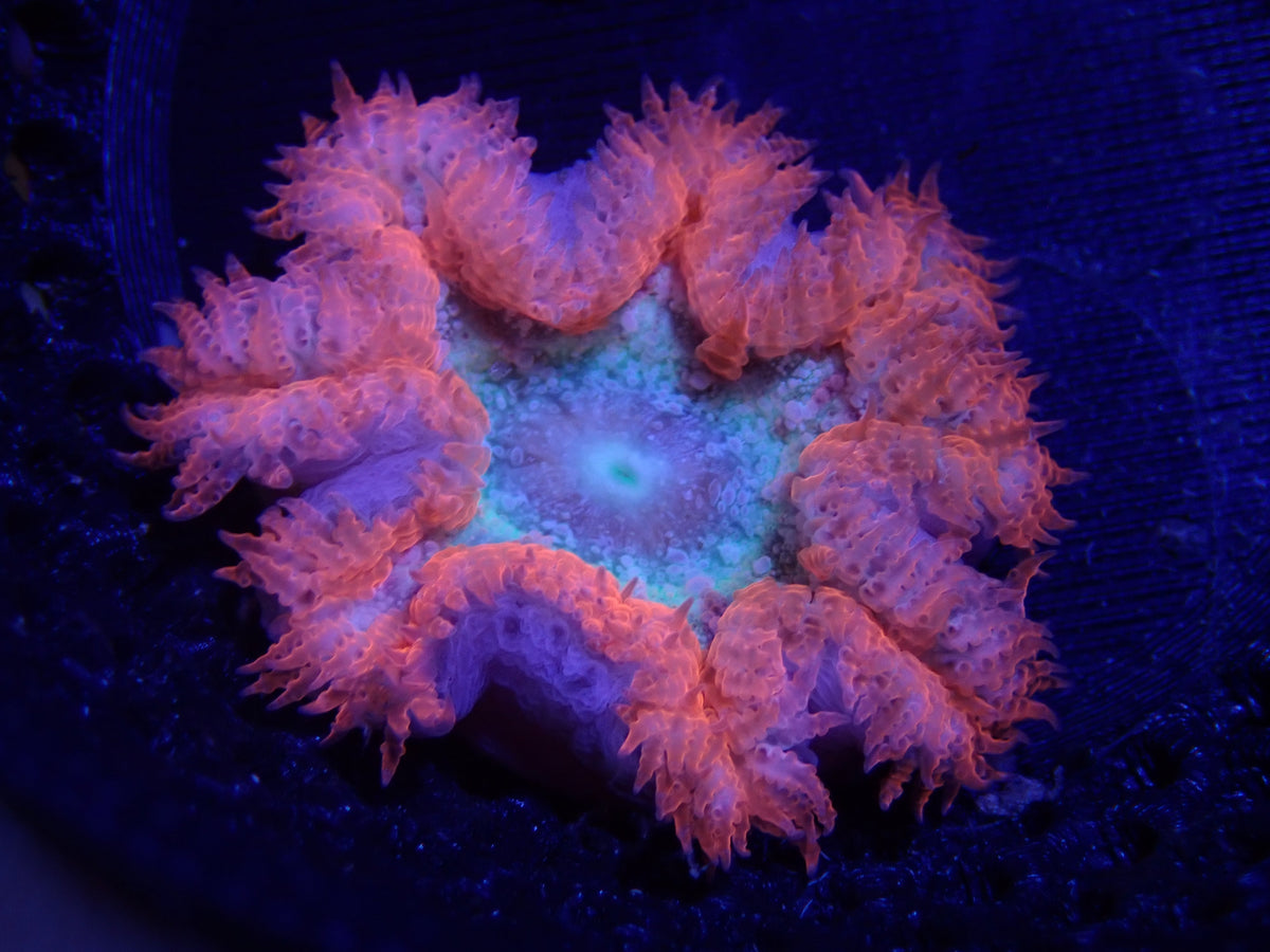 WYSIWYG Anemone #28