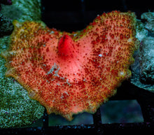 Ultra Neglecta - Orange Pink