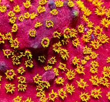 Free - Firewalker Cyphastrea Frag