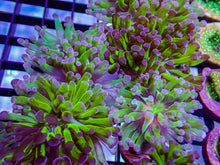 Hammer - Green w Purple Tip (Single Head)