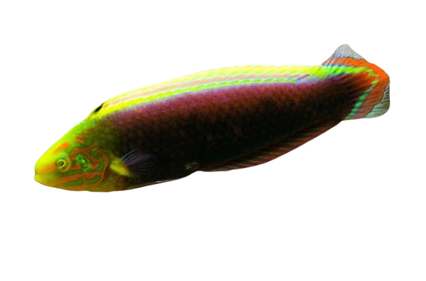 Radiant Wrasse L