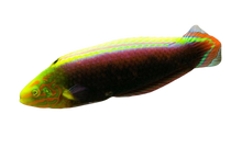 Radiant Wrasse L