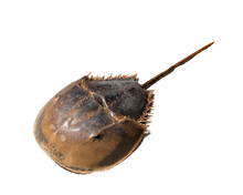 Horseshoe Crab M