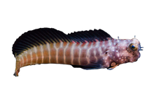 Segmented Lawnmower Blenny