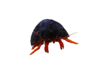 Red Dwarf Hermit crab