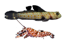 Orange Spot Prawn Goby + Tiger Pistol PAIR