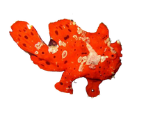Warty Frogfish - Red M
