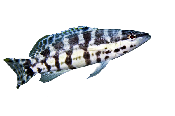 Harlequin Bass