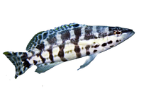 Harlequin Bass
