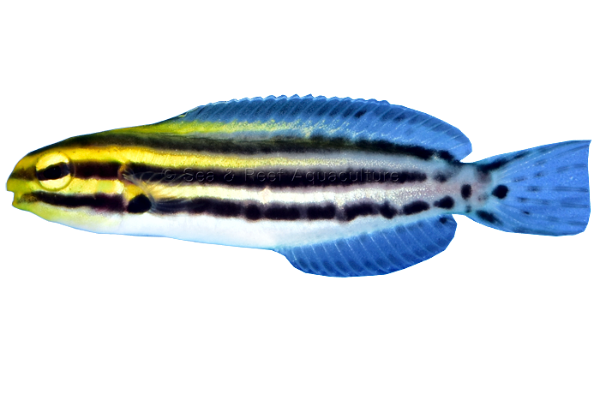 Striped Blenny