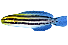 Striped Blenny