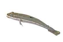 Mural Sleeper Goby
