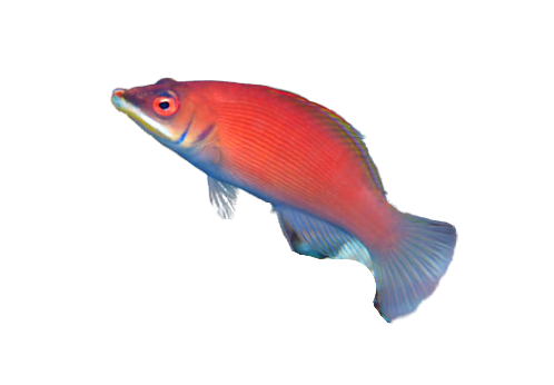 Scarlet Wrasse