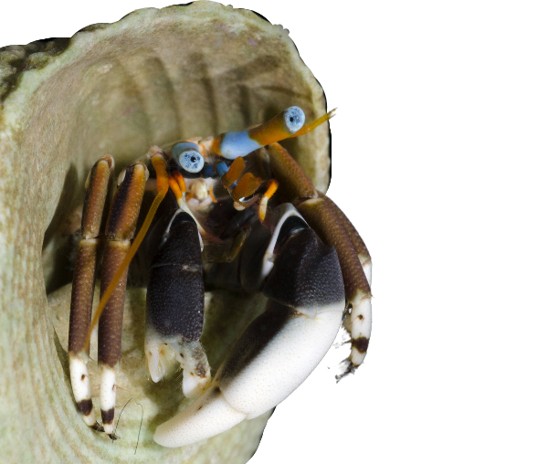 Blue Eye Hermit Crab