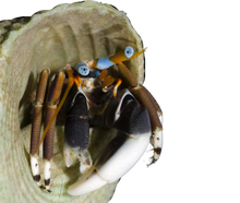 Blue Eye Hermit Crab