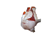 Warty Frogfish - White & Pink