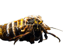 African Hermit Crab
