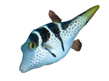 Valentini Puffer M
