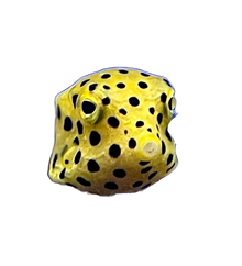 Yellow Boxfish S
