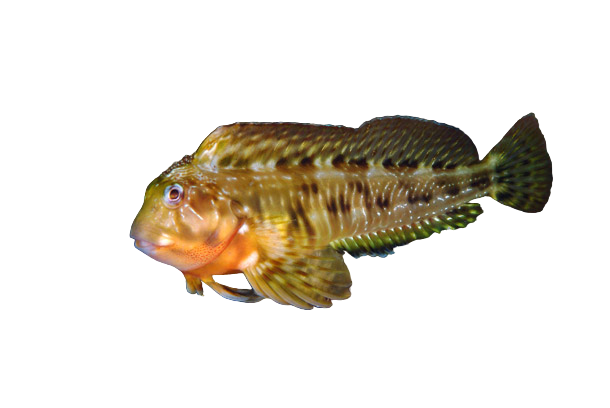 Molly Miller Algae Blenny