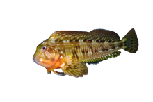 Molly Miller Algae Blenny