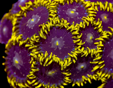 CC Starfighter Zoa Frag