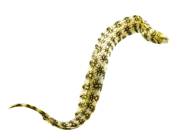 Snowflake Eel S