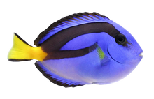 Hippo Tang SM