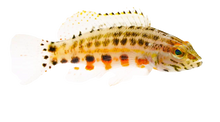 Lantern Bass