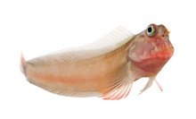 Red Lip Blenny - Carib