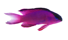 Black Cap Basslet