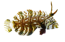 Dragon Wrasse Juvi