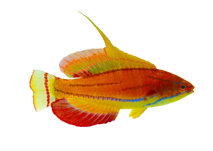 McCoskers Wrasse Super Male