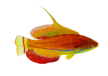 McCoskers Wrasse Super Male