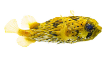 Porcupine Puffer M