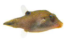 Blue Spotted Toby Puffer 