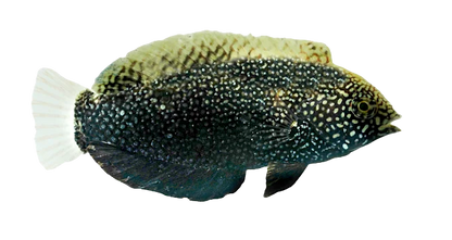 Black Leopard Wrasse Female