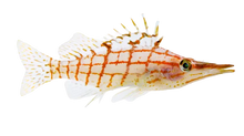 Long Nose Hawkfish M