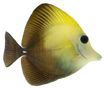 Scopas Tang S